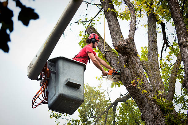 Best Tree Removal Services  in San Marino, CA